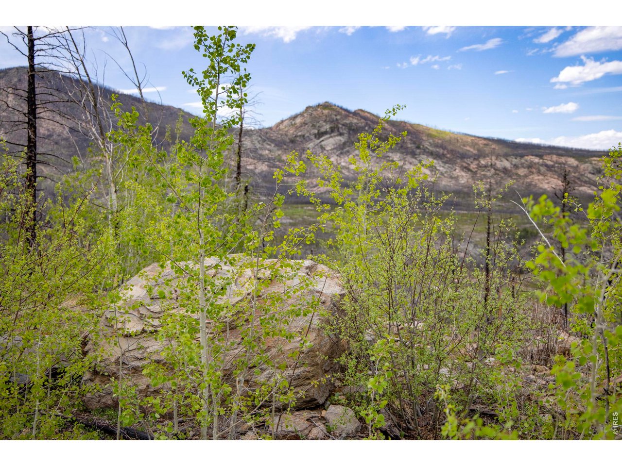 Watch the surrounding forest rejuvenate. 