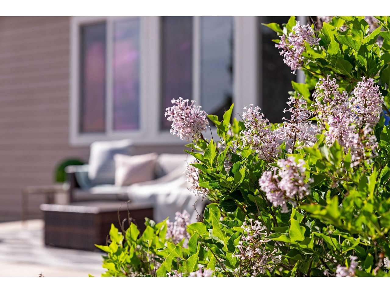 Lilacs abound, beautiful perennials all around. 
