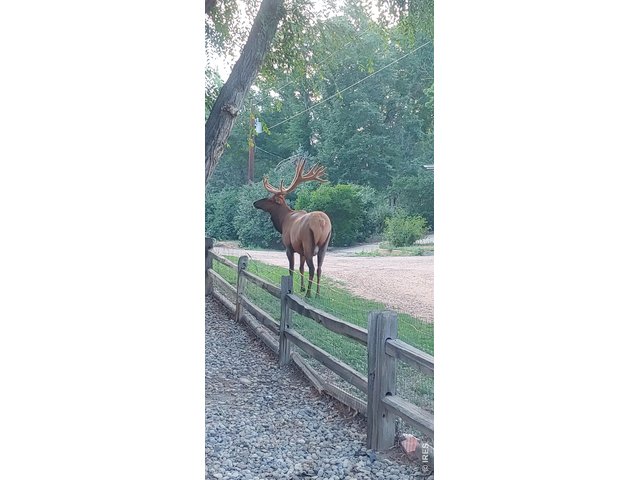 Property Photo 35 Enjoy visiting wildlife!! (this photo was shared by current owners)
