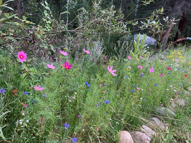 Property Photo 38 Fox Creek Wild flowers 