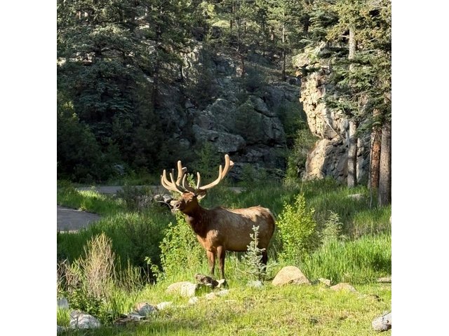 Property Photo 39 The wild wonder of the Rocky Mountains 