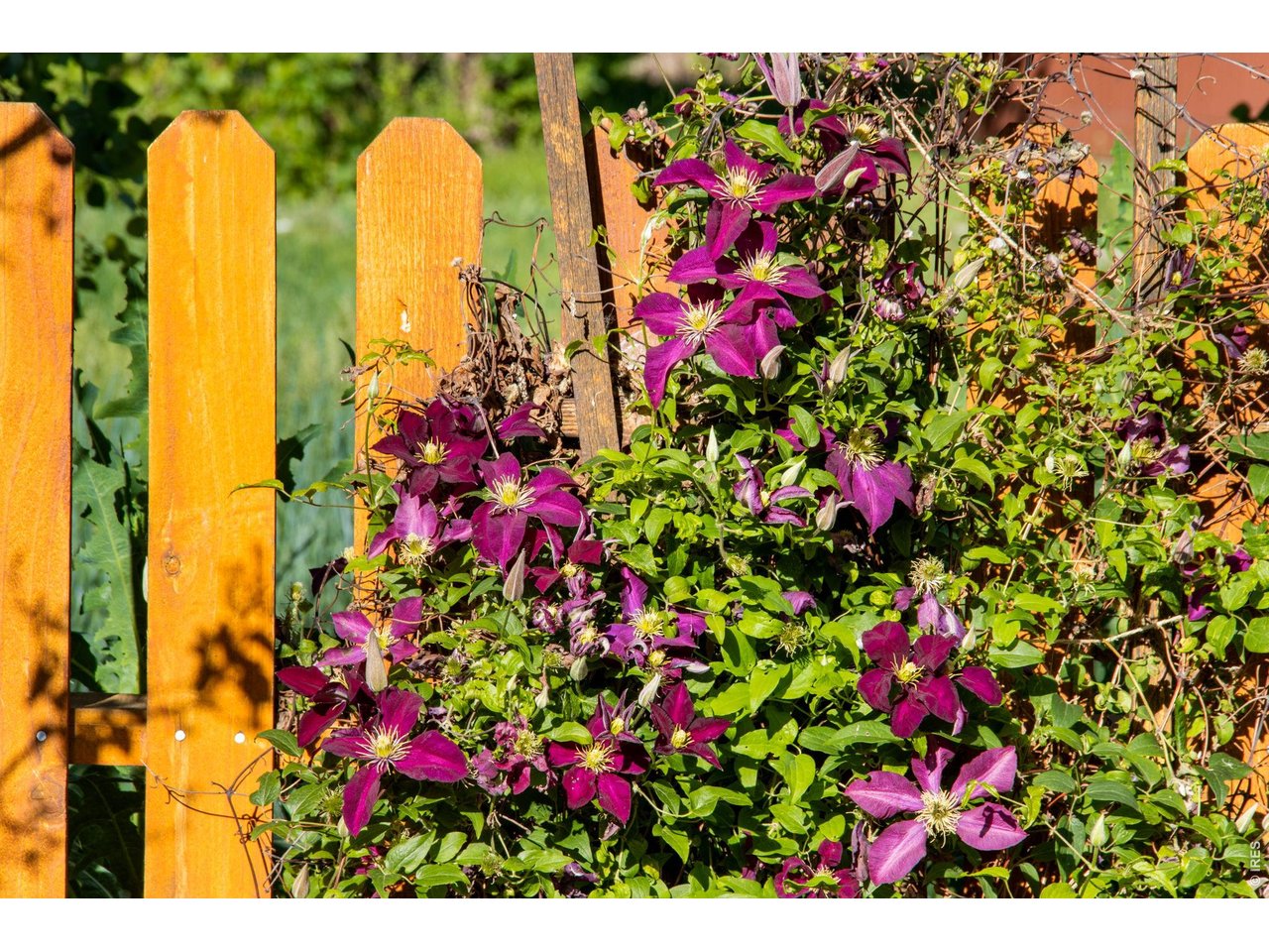 A gardener's paradise! Loaded with perennials, grapes, massive raspberry patch, lilacs and Aspens. 