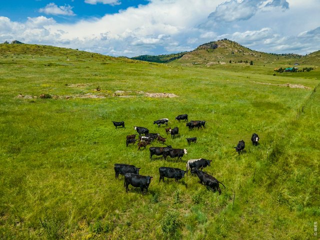 Property Photo 41 Gently rolling terrain ideal for livestock or recreation. (photo from previous year)