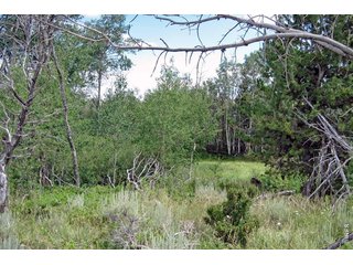 (TBD) Wilderness Ranch Rd Sand Creek Township, CO 82070