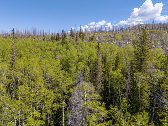 Property Photo 16 Healthy Aspen Groves Provide Seasonal Color and Character