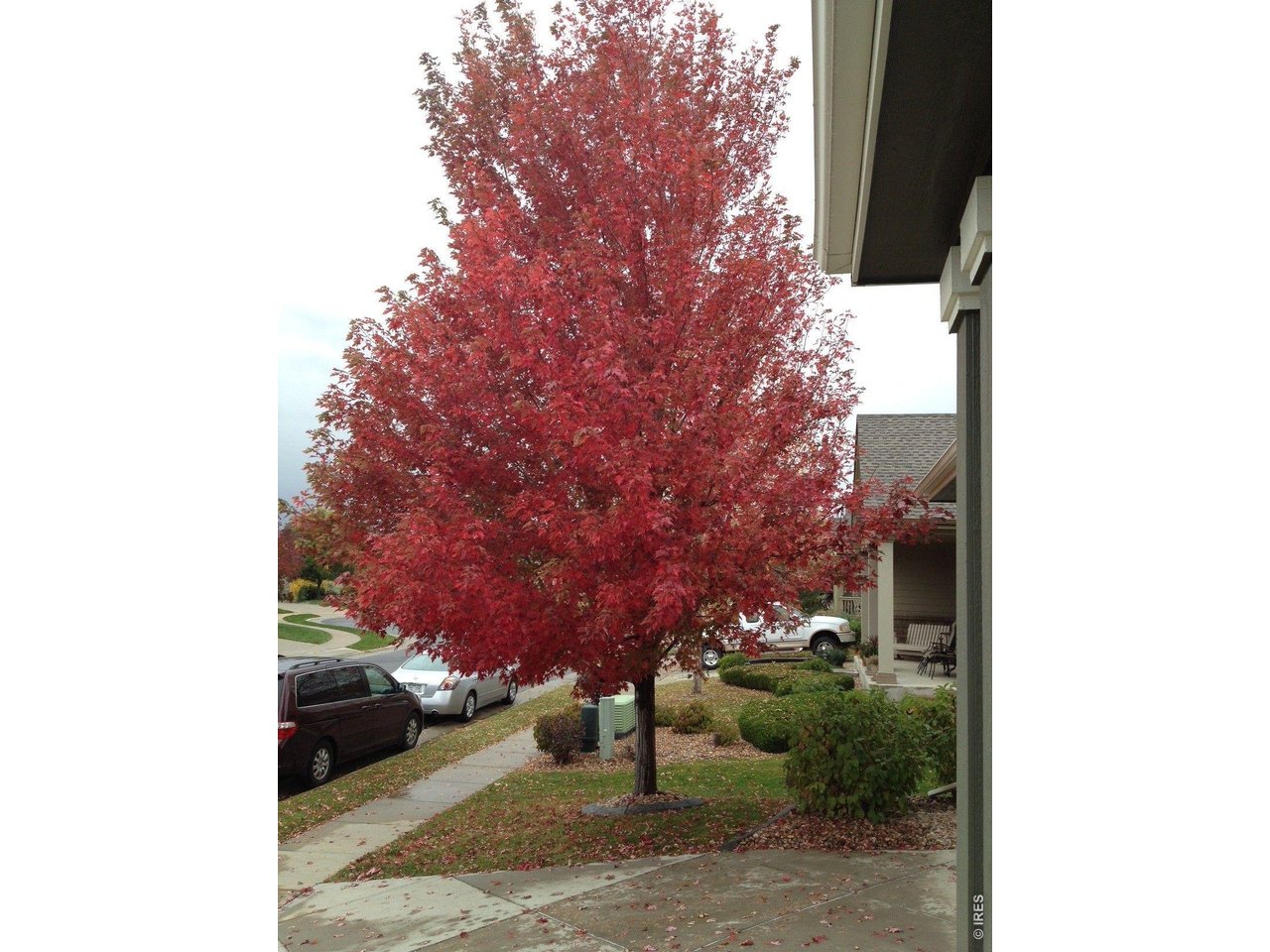 Fall view