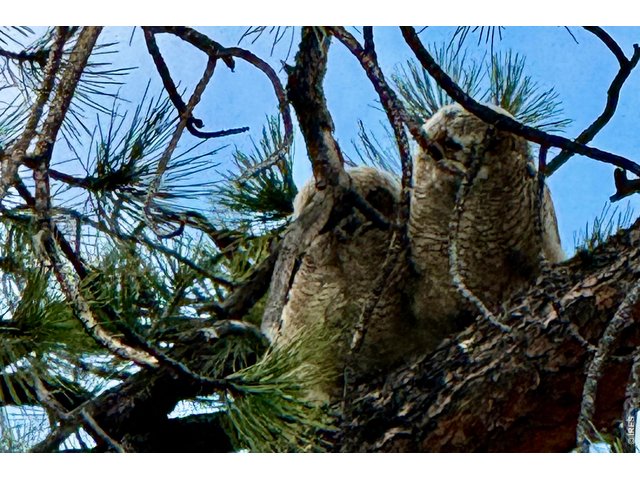 Property Photo 8 Twin Owl Fleglings nearby