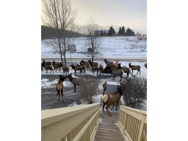 Property Photo 39 View of elk passing by.