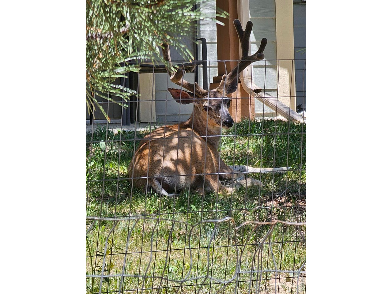 Wildlife viewing from the back window