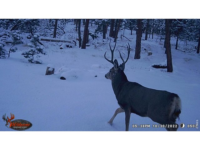 Property Photo 2 Wildlife on trail camera