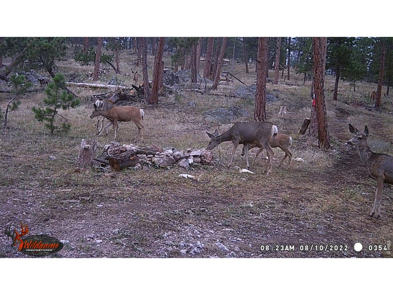 Property Photo 3 Wildlife on trail camera