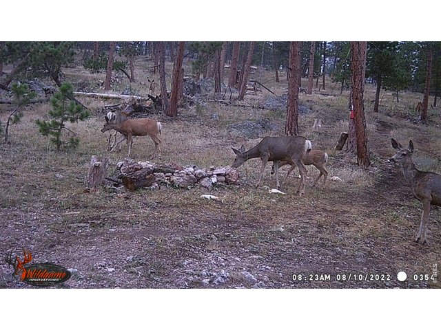 Property Photo 3 Wildlife on trail camera