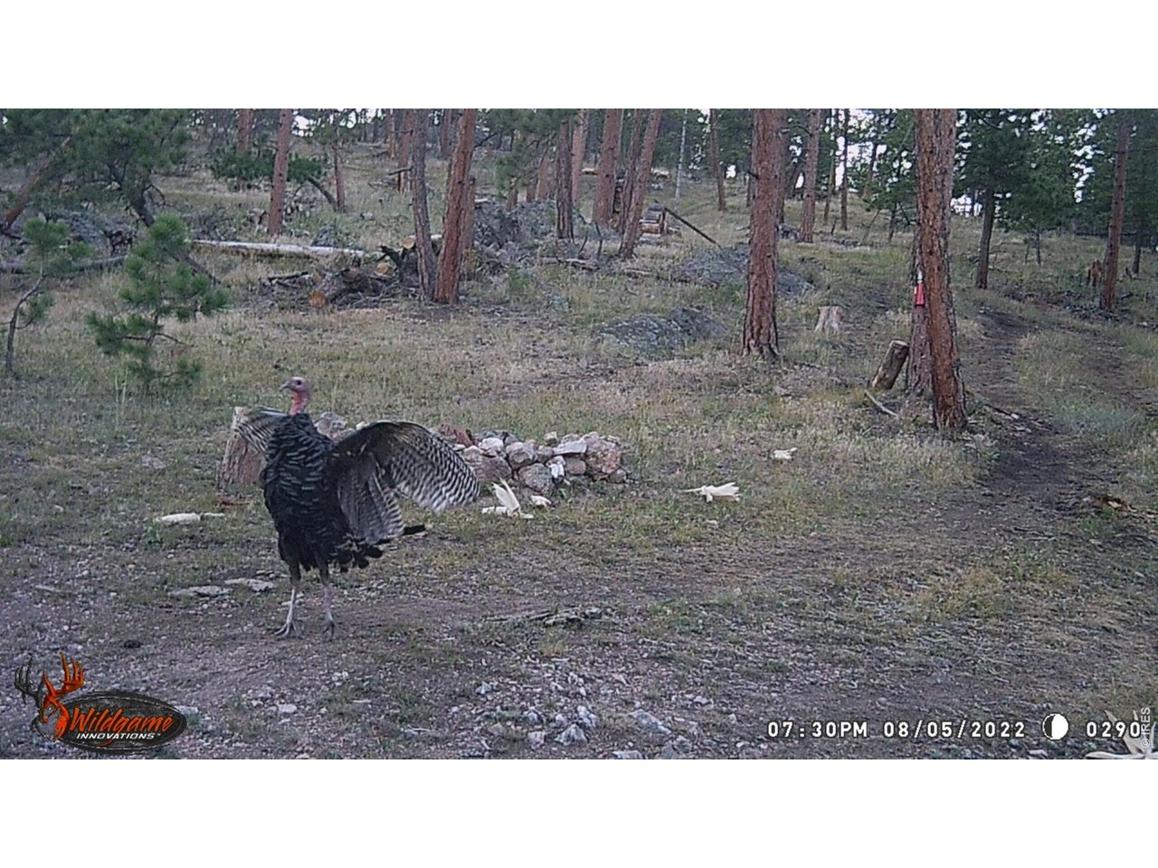 Property Photo 5 Wildlife on trail camera