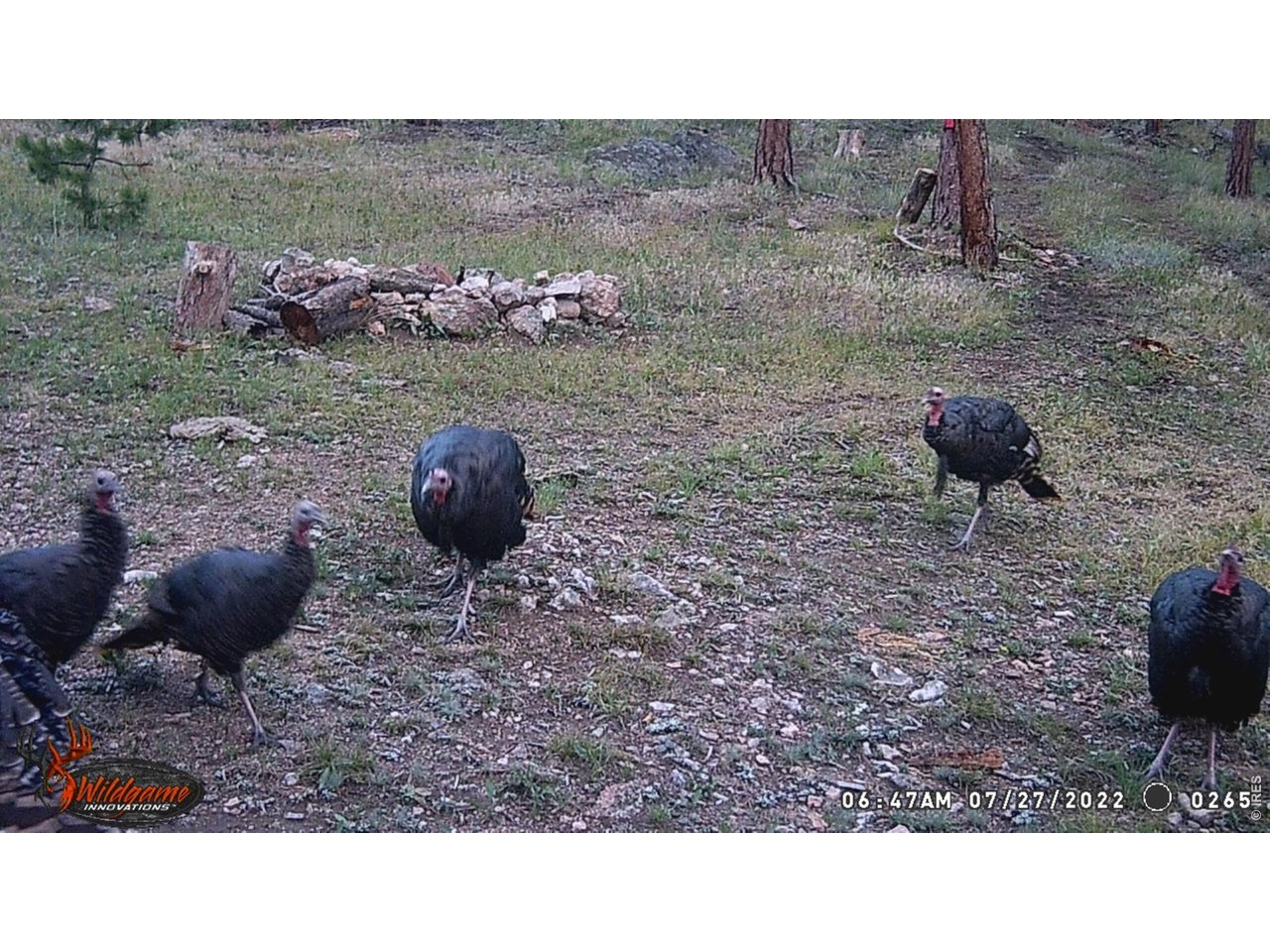 Property Photo 4 Wildlife on trail camera