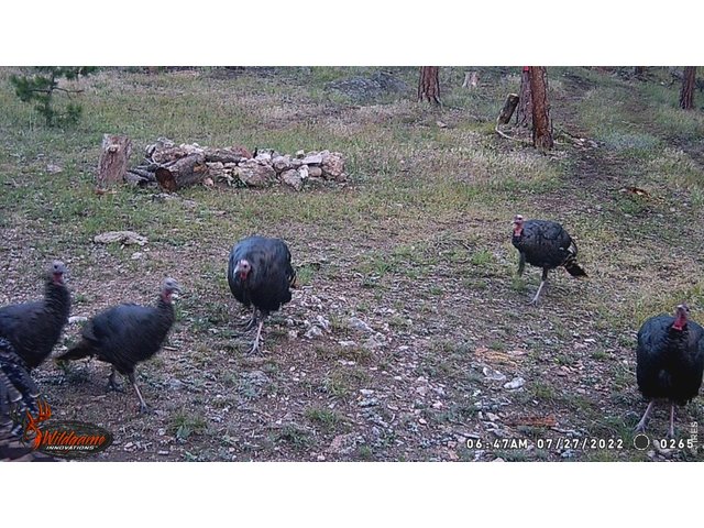 Property Photo 4 Wildlife on trail camera
