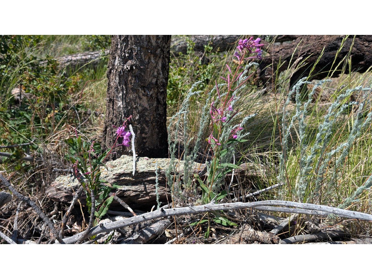 Property Photo 9 Wild flowers