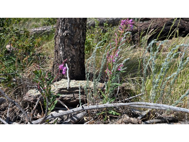 Property Photo 9 Wild flowers