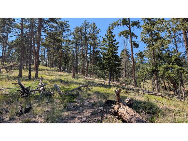 Property Photo 13 Lots of Pine trees