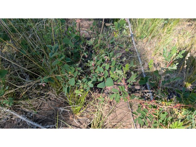 Property Photo 17 Wild raspberries all over the property