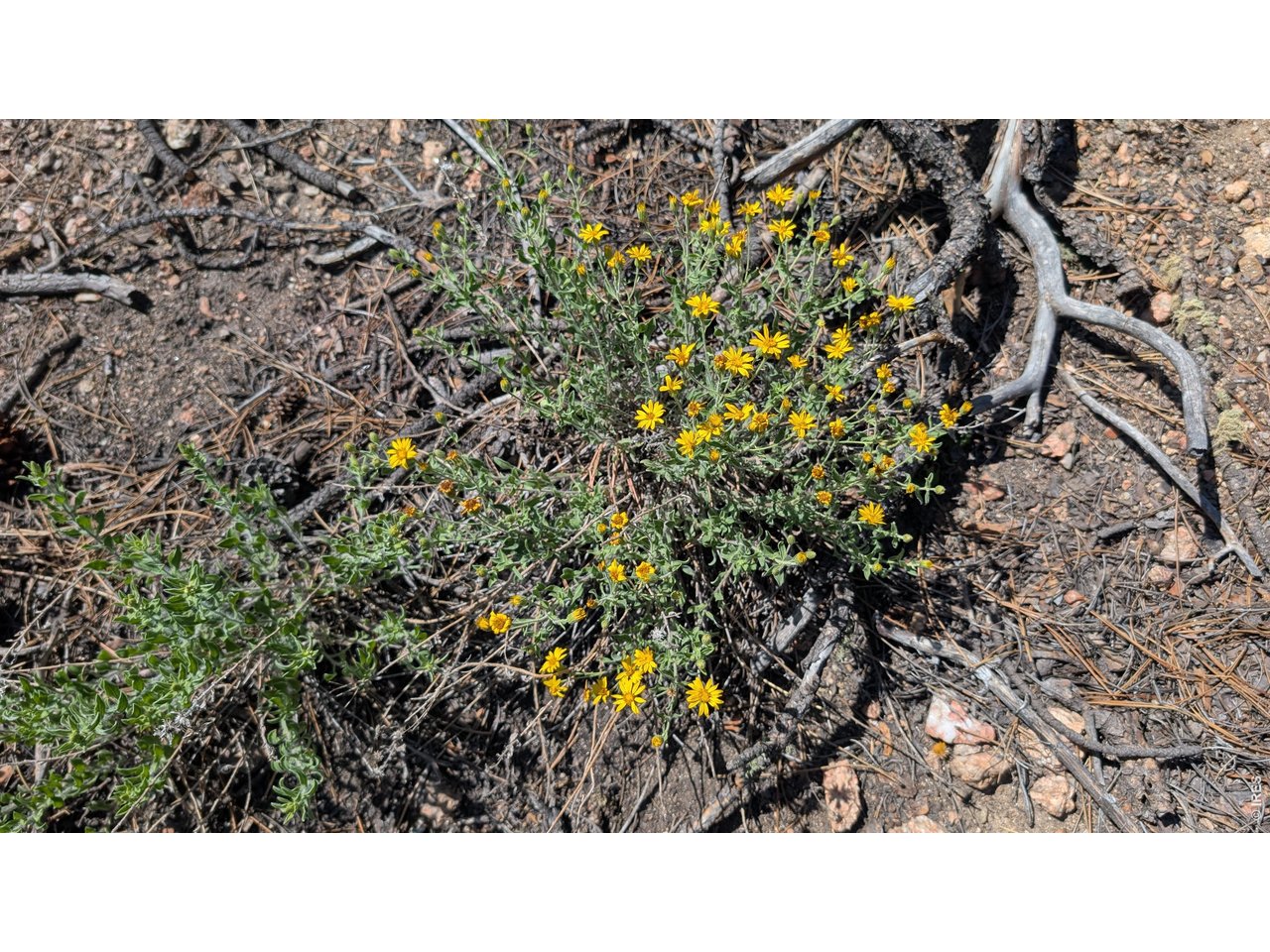 Property Photo 19 Wild flowers