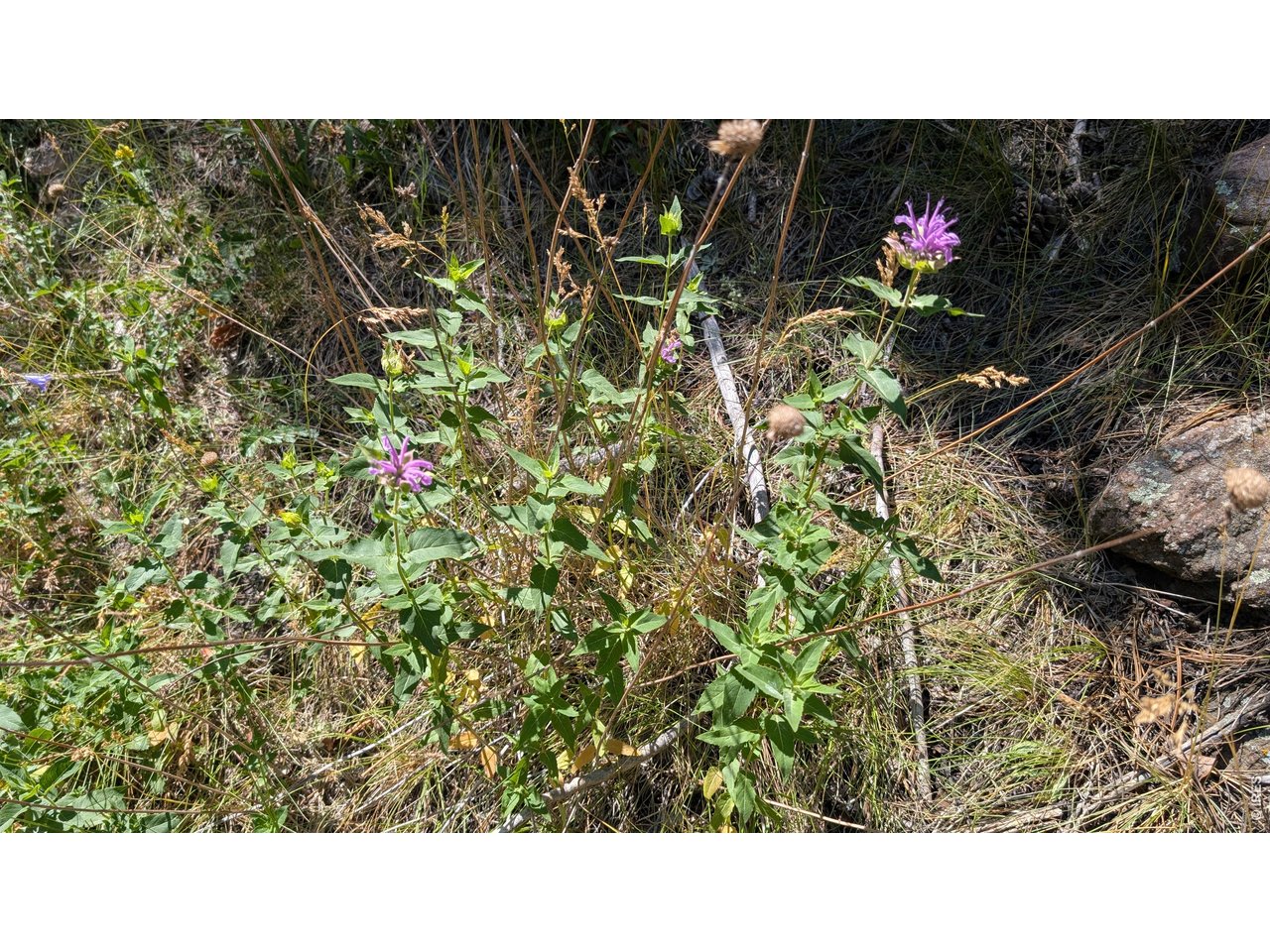 Property Photo 21 Wild flowers