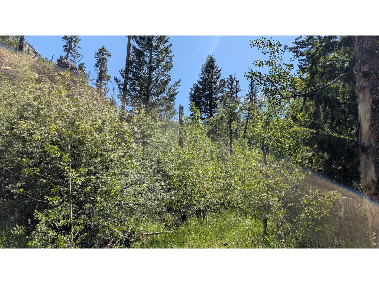 Property Photo 24 Aspen tree grove in the valley