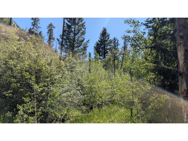 Property Photo 24 Aspen tree grove in the valley