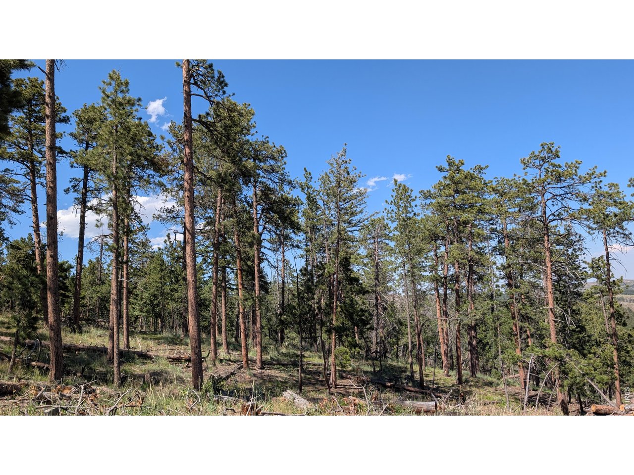 Property Photo 37 Lots of pine trees across the entire property, missed by 2 fires