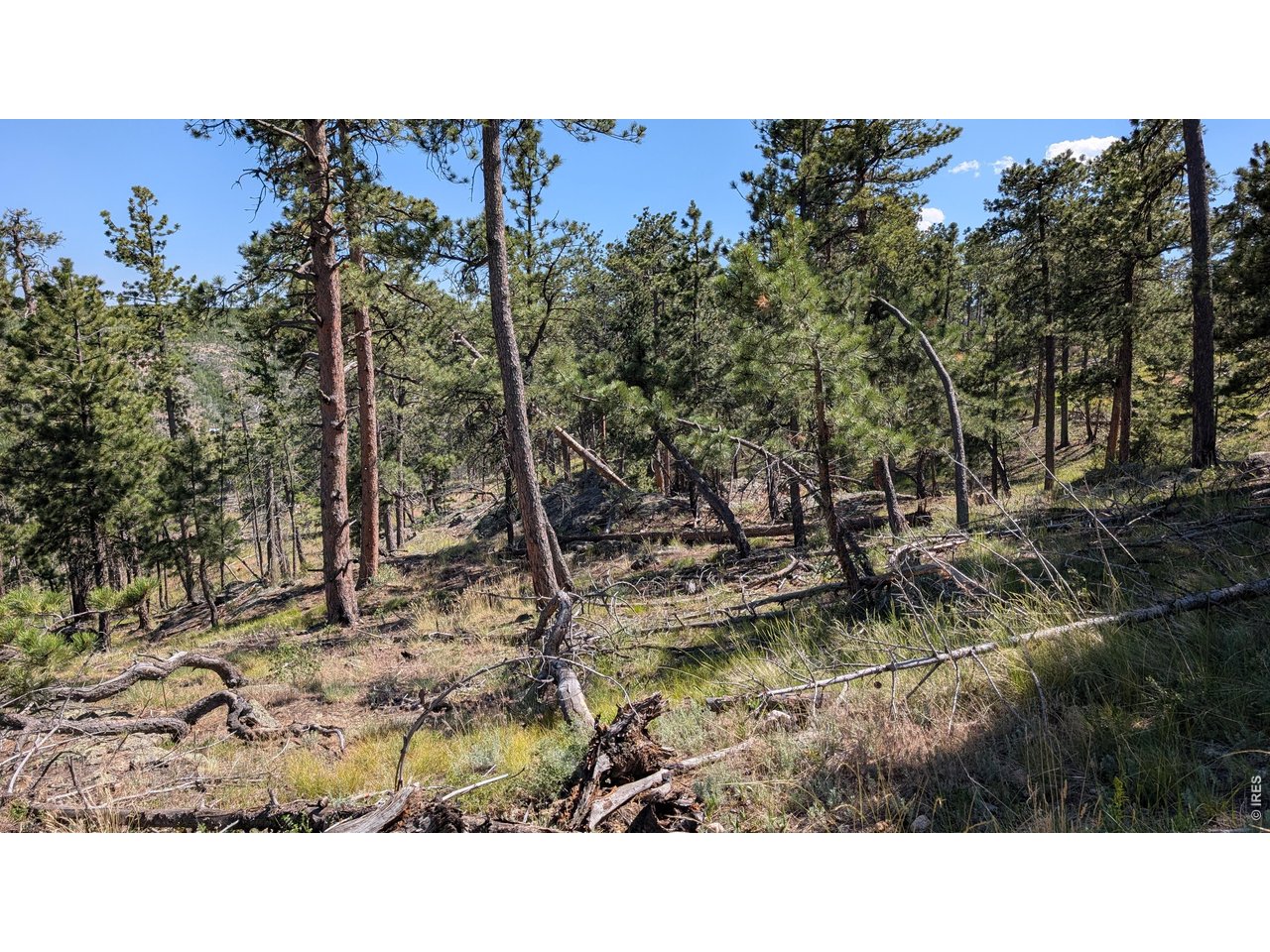 Property Photo 39 Pine trees