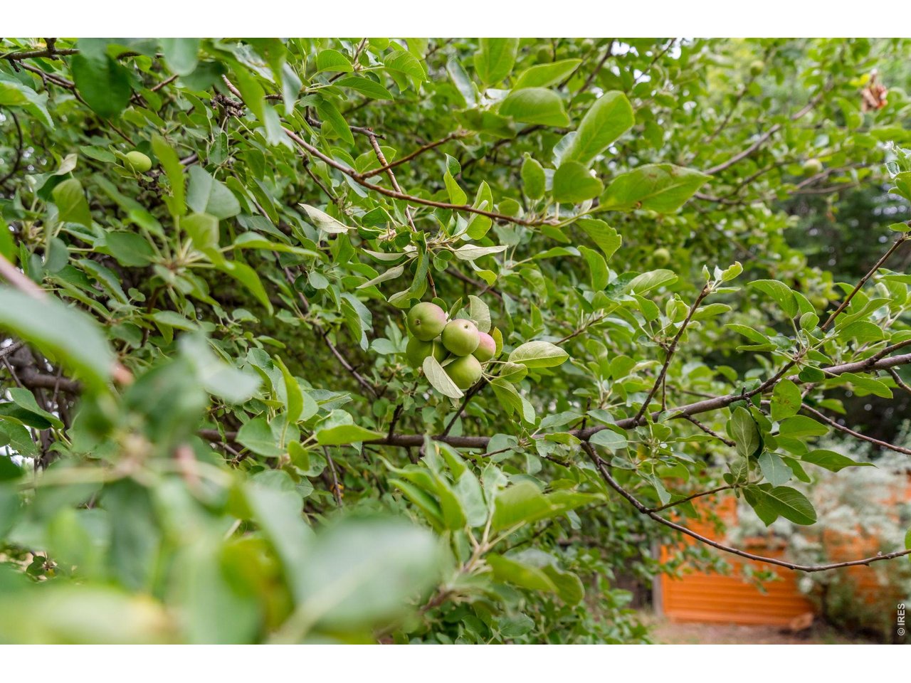 Property Photo 12 Mackentosh Apples