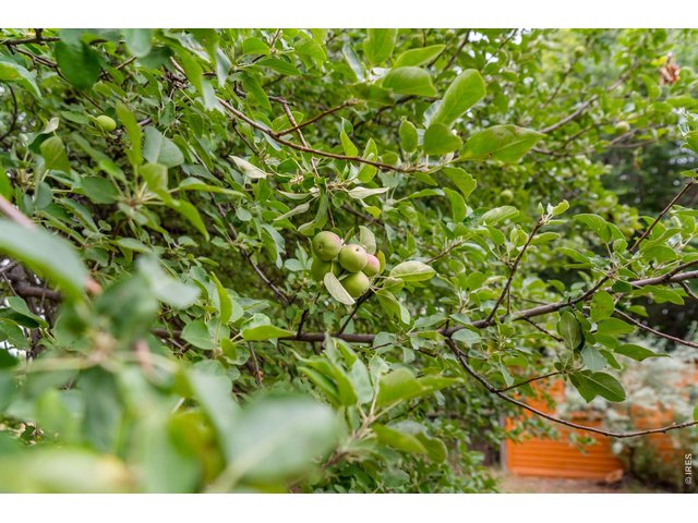 Property Photo 12 Mackentosh Apples