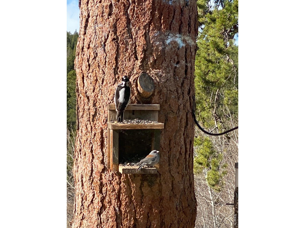 Birds call this place home