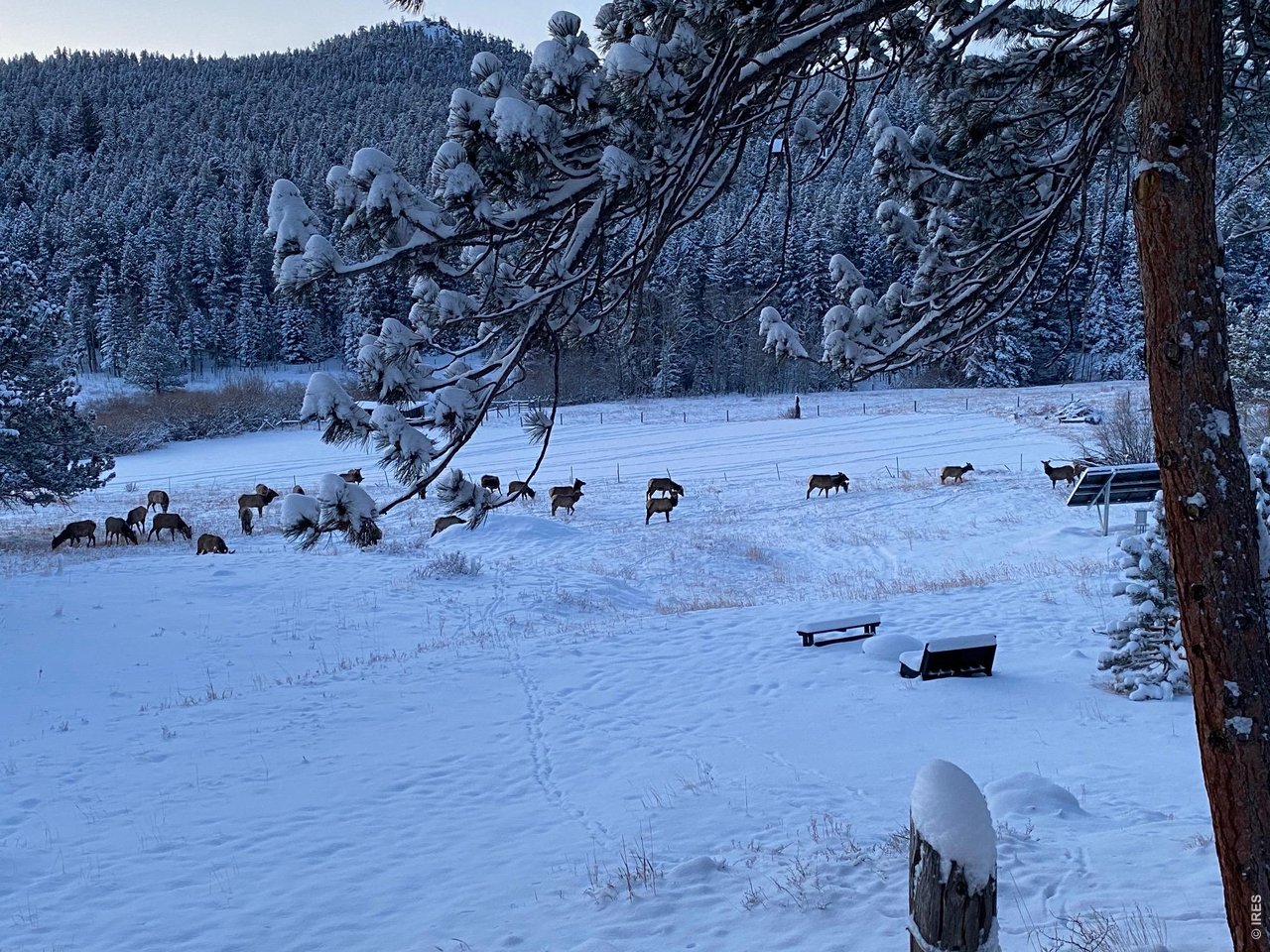 Morning visitors