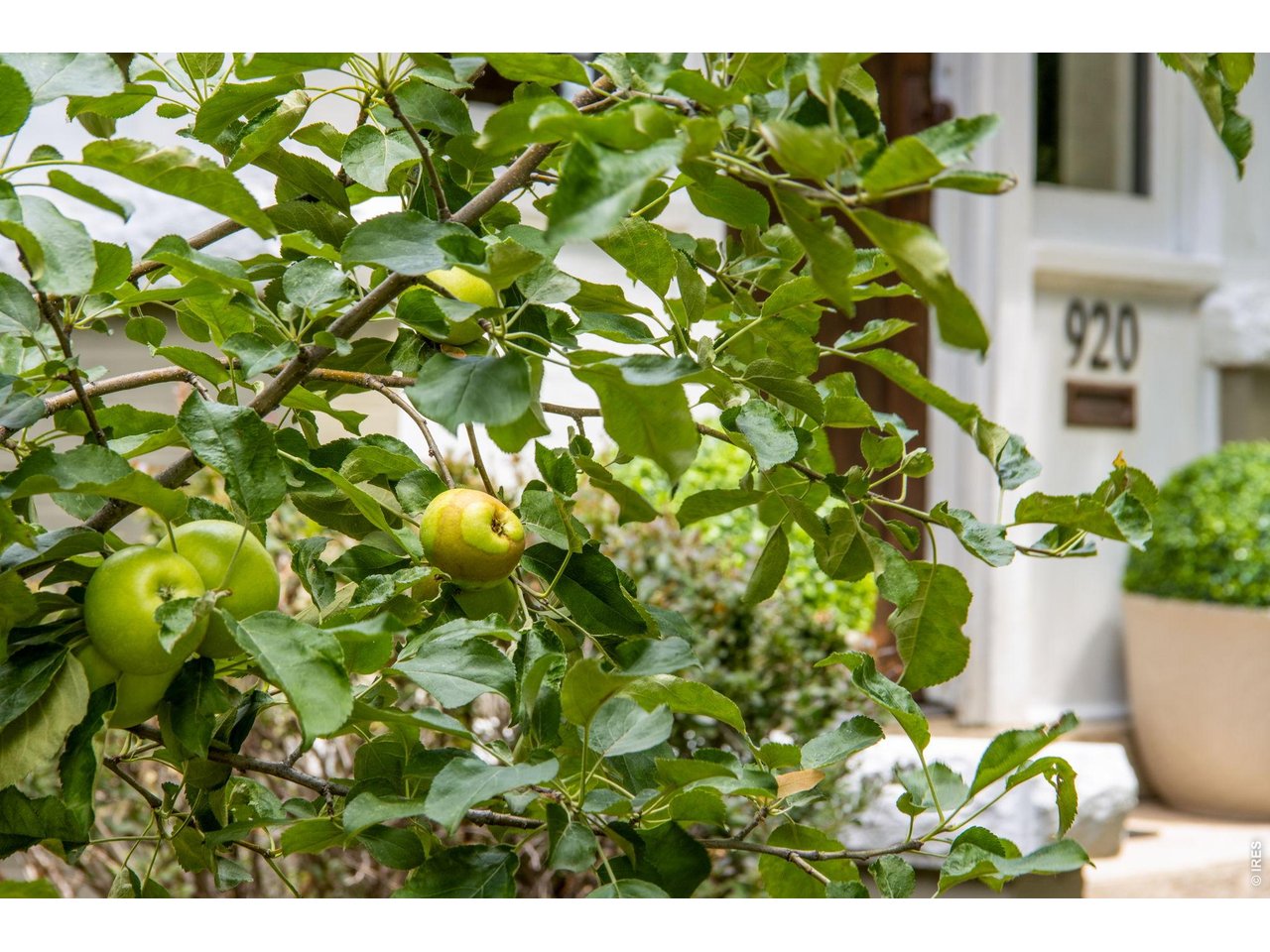 Property Photo 4 Fruit Trees Right Out Your Front Door