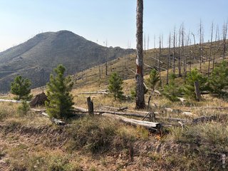 0 Pine Acres Rd Bellvue, CO 80512