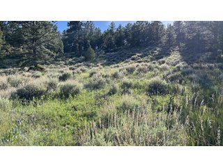 416 Comanche Cir Red Feather Lakes, CO 80545