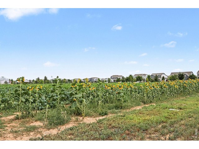 Property Photo 24 Pumkins and sunflowers