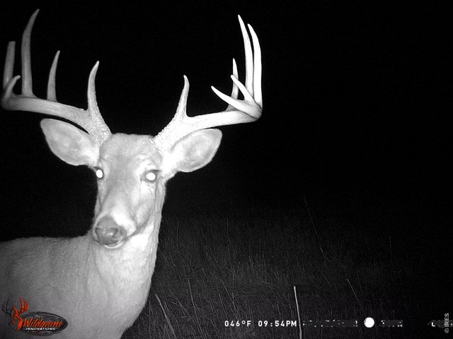 Property Photo 23 Ample wildlife are frequently spotted on the property including waterfowl, mule deer & whitetail deer.