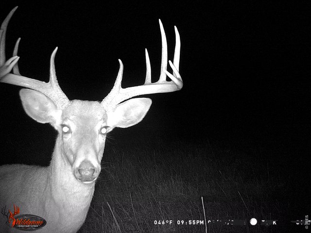 Property Photo 25 Ample wildlife are frequently spotted on the property including waterfowl, mule deer & whitetail deer.