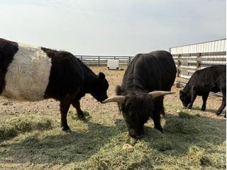 (TBD) Lot G County Road 43 and 96 Rd Pierce, CO 80650