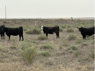 (TBD) Lot J County Road 43 and 96 Pierce, CO 80650