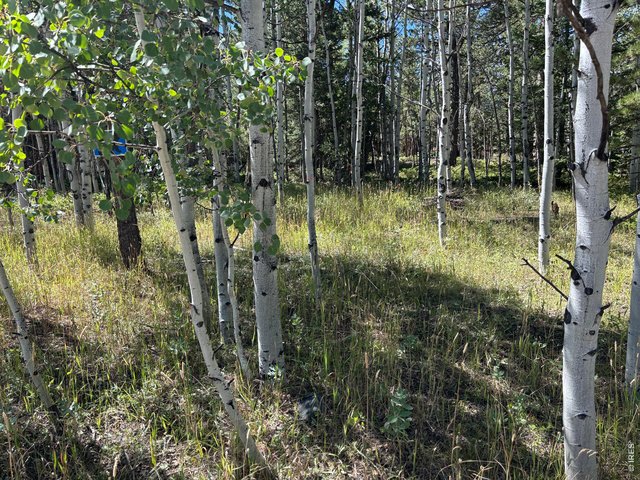 Property Photo 6 Build your dream home or vacation getaway in a beautiful aspen forest.
