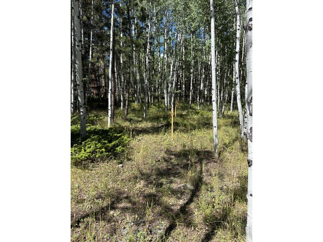 Property Photo 8 A young aspen forest provides shade and privacy