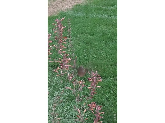 Property Photo 32 Hummingbirds come right to your window!