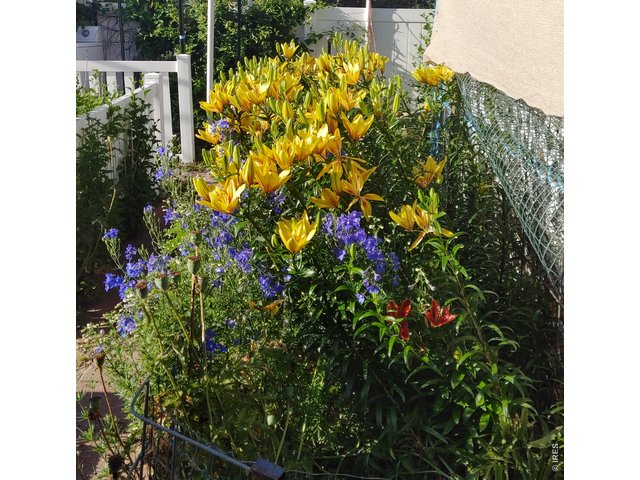 Property Photo 28 Colorful Perennial Garden in Bloom
