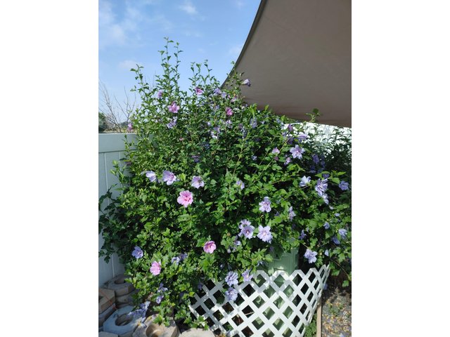 Property Photo 29 Flowering Shrub Along Back Porch