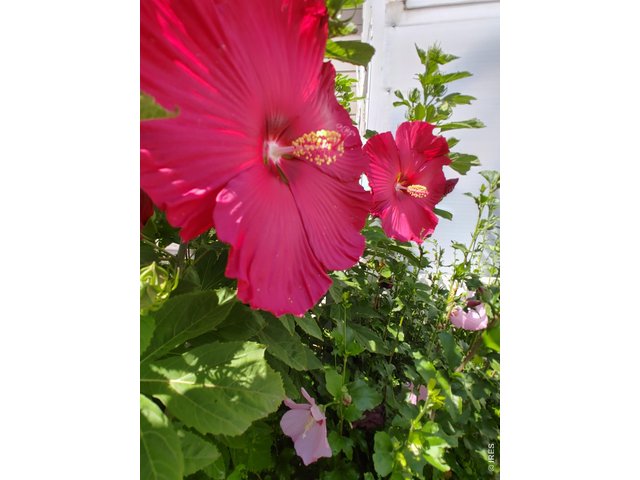 Property Photo 30 Hibiscus In Bloom