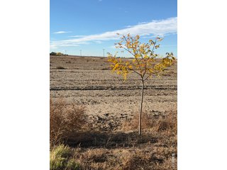 (TBD) Vacant Land La Salle, CO 80645