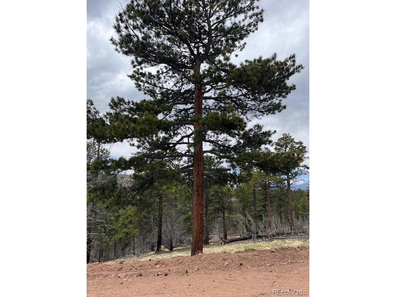 Lots of mature trees