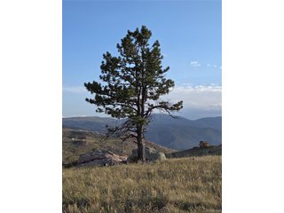 443 Meadow Mountain Dr Livermore, CO 80536